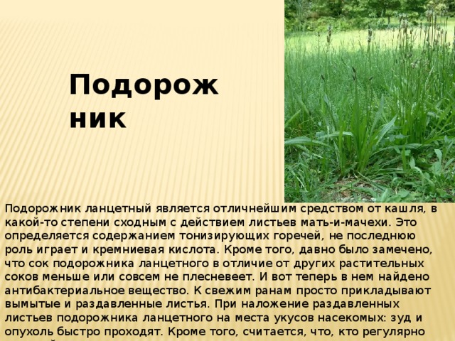 Подорожник Подорожник ланцетный является отличнейшим средством от кашля, в какой-то степени сходным с действием листьев мать-и-мачехи. Это определяется содержанием тонизирующих горечей, не последнюю роль играет и кремниевая кислота. Кроме того, давно было замечено, что сок подорожника ланцетного в отличие от других растительных соков меньше или совсем не плесневеет. И вот теперь в нем найдено антибактериальное вещество. К свежим ранам просто прикладывают вымытые и раздавленные листья. При наложение раздавленных листьев подорожника ланцетного на места укусов насекомых: зуд и опухоль быстро проходят. Кроме того, считается, что, кто регулярно пьет чай или принимает гомеопатические средства из подорожника, тот может бросить курить. Побочных действий опасаться не следует. 