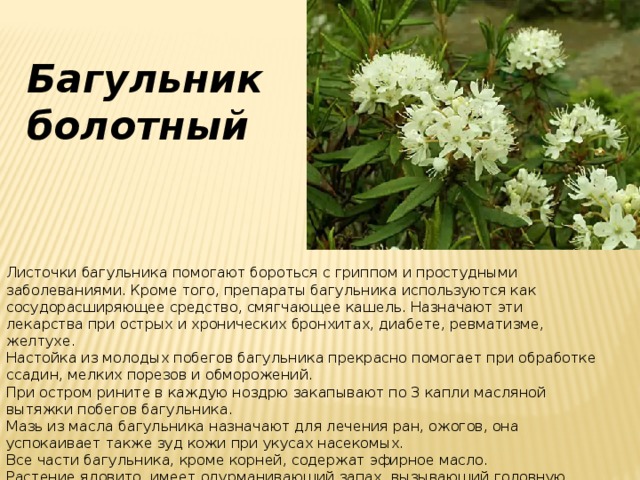 Багульник болотный Листочки багульника помогают бороться с гриппом и простудными заболеваниями. Кроме того, препараты багульника используются как сосудорасширяющее средство, смягчающее кашель. Назначают эти лекарства при острых и хронических бронхитах, диабете, ревматизме, желтухе. Настойка из молодых побегов багульника прекрасно помогает при обработке ссадин, мелких порезов и обморожений. При остром рините в каждую ноздрю закапывают по 3 капли масляной вытяжки побегов багульника. Мазь из масла багульника назначают для лечения ран, ожогов, она успокаивает также зуд кожи при укусах насекомых. Все части багульника, кроме корней, содержат эфирное масло. Растение ядовито, имеет одурманивающий запах, вызывающий головную боль.  Лекарственным сырьем служат облиственные побеги текущего года длиной до 10 см. 