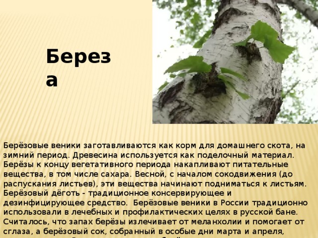 Береза Берёзовые веники заготавливаются как корм для домашнего скота, на зимний период. Древесина используется как поделочный материал. Берёзы к концу вегетативного периода накапливают питательные вещества, в том числе сахара. Весной, с началом сокодвижения (до распускания листьев), эти вещества начинают подниматься к листьям. Берёзовый дёготь - традиционное консервирующее и дезинфицирующее средство. Берёзовые веники в России традиционно использовали в лечебных и профилактических целях в русской бане. Считалось, что запах берёзы излечивает от меланхолии и помогает от сглаза, а берёзовый сок, собранный в особые дни марта и апреля, очищает кровь. В северных широтах берёзовая пыльца иногда является аллергеном, ответственным за проявление сезонной сенной лихорадки у людей с повышенной чувствительностью. 