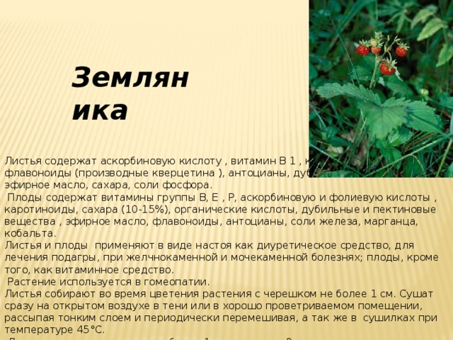 Земляника Листья содержат аскорбиновую кислоту , витамин В 1 , каротиноиды, флавоноиды (производные кверцетина ), антоцианы, дубильные вещества, эфирное масло, сахара, соли фосфора.  Плоды содержат витамины группы В, Е , Р, аскорбиновую и фолиевую кислоты , каротиноиды, сахара (10-15%), органические кислоты, дубильные и пектиновые вещества , эфирное масло, флавоноиды, антоцианы, соли железа, марганца, кобальта. Листья и плоды применяют в виде настоя как диуретическое средство, для лечения подагры, при желчнокаменной и мочекаменной болезнях; плоды, кроме того, как витаминное средство.  Растение используется в гомеопатии. Листья собирают во время цветения растения с черешком не более 1 см. Сушат сразу на открытом воздухе в тени или в хорошо проветриваемом помещении, рассыпая тонким слоем и периодически перемешивая, а так же в сушилках при температуре 45°С.  Листья хранят в мешочках не более 1 года, ягоды - 2 года. 