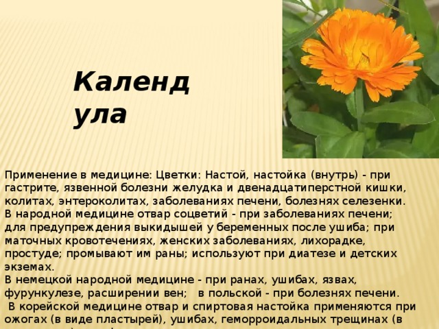Календула Применение в медицине: Цветки: Настой, настойка (внутрь) - при гастрите, язвенной болезни желудка и двенадцатиперстной кишки, колитах, энтероколитах, заболеваниях печени, болезнях селезенки. В народной медицине отвар соцветий - при заболеваниях печени; для предупреждения выкидышей у беременных после ушиба; при маточных кровотечениях, женских заболеваниях, лихорадке, простуде; промывают им раны; используют при диатезе и детских экземах. В немецкой народной медицине - при ранах, ушибах, язвах, фурункулезе, расширении вен; в польской - при болезнях печени.  В корейской медицине отвар и спиртовая настойка применяются при ожогах (в виде пластырей), ушибах, геморроидальных трещинах (в виде клизм), при фурункулезе и крупных нарывах. 