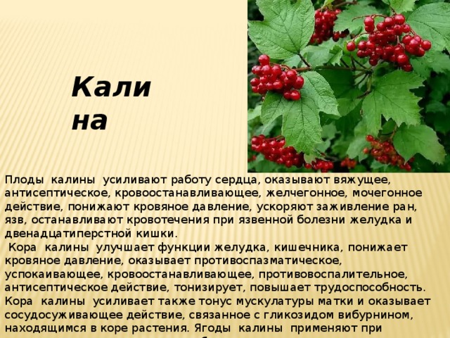 Калина Плоды калины усиливают работу сердца, оказывают вяжущее, антисептическое, кровоостанавливающее, желчегонное, мочегонное действие, понижают кровяное давление, ускоряют заживление ран, язв, останавливают кровотечения при язвенной болезни желудка и двенадцатиперстной кишки.  Кора калины улучшает функции желудка, кишечника, понижает кровяное давление, оказывает противоспазматическое, успокаивающее, кровоостанавливающее, противовоспалительное, антисептическое действие, тонизирует, повышает трудоспособность. Кора калины усиливает также тонус мускулатуры матки и оказывает сосудосуживающее действие, связанное с гликозидом вибурнином, находящимся в коре растения. Ягоды калины применяют при авитаминозах, используют как общеукрепляющее и легкое мочегонное средство. В свежем и сушеном виде ягоды используют как легкое слабительное и потогонное средство. 