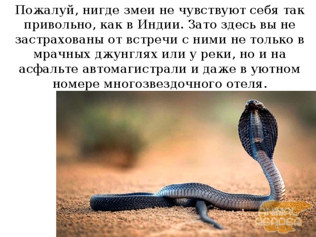 Пожалуй, нигде змеи не чувствуют себя так привольно, как в Индии. Зато здесь вы не застрахованы от встречи с ними не только в мрачных джунглях или у реки, но и на асфальте автомагистрали и даже в уютном номере многозвездочного отеля. 