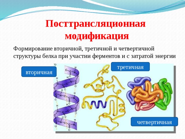 Посттрансляционная модификация Формирование вторичной, третичной и четвертичной структуры белка при участии ферментов и с затратой энергии третичная вторичная четвертичная 