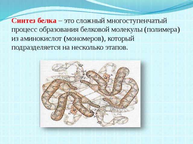 Синтез белка – это сложный многоступенчатый процесс образования белковой молекулы (полимера) из аминокислот (мономеров), который подразделяется на несколько этапов. 