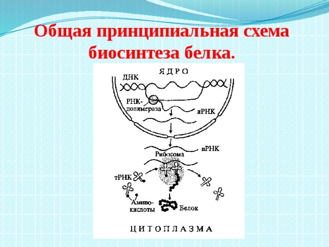 Общая принципиальная схема биосинтеза белка. 