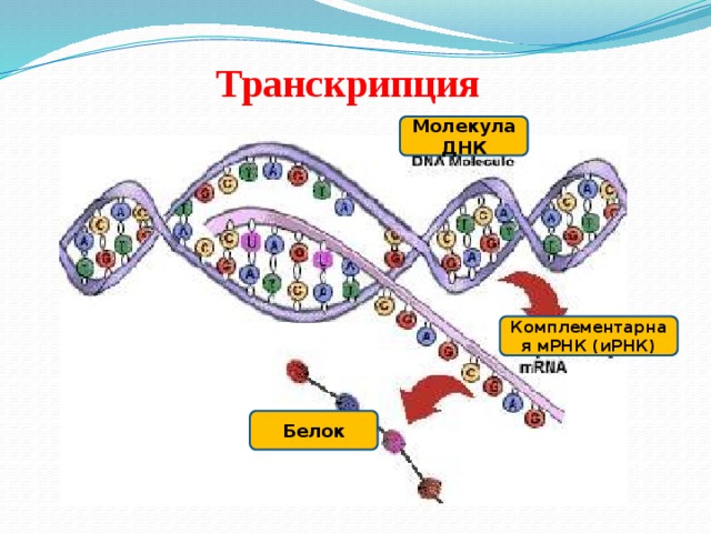 Транскрипция Молекула ДНК Комплементарная мРНК (иРНК) Белок 