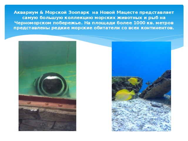 Аквариум & Морской Зоопарк  на Новой Мацесте представляет самую большую коллекцию морских животных и рыб на Черноморском побережье. На площади более 1000 кв. метров представлены редкие морские обитатели со всех континентов. 