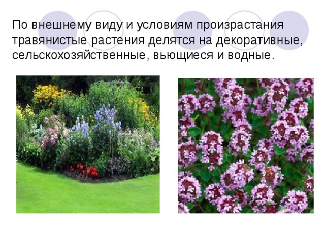 По внешнему виду и условиям произрастания травянистые растения делятся на декоративные, сельскохозяйственные, вьющиеся и водные. 