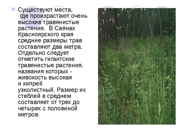 Существуют места, где произрастают очень высокие травянистые растения. В Саянах Красноярского края средние размеры трав составляют два метра. Отдельно следует отметить гигантские травянистые растения, названия которых - живокость высокая и кипрей узколистный. Размер их стеблей в среднем составляет от трех до четырех с половиной метров. 