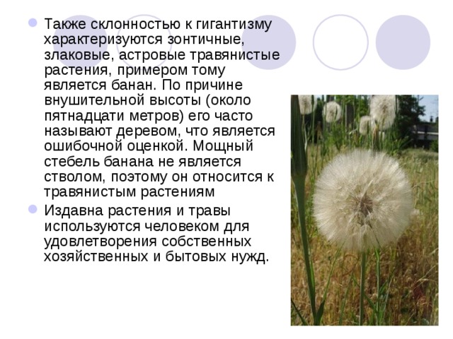 Также склонностью к гигантизму характеризуются зонтичные, злаковые, астровые травянистые растения, примером тому является банан. По причине внушительной высоты (около пятнадцати метров) его часто называют деревом, что является ошибочной оценкой. Мощный стебель банана не является стволом, поэтому он относится к травянистым растениям Издавна растения и травы используются человеком для удовлетворения собственных хозяйственных и бытовых нужд. 