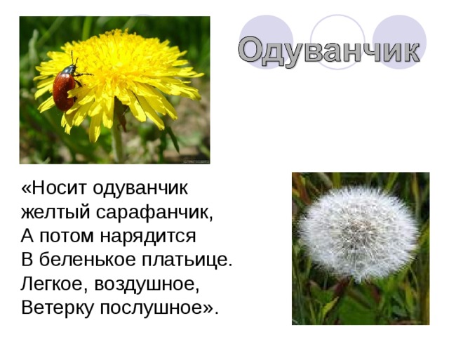 «Носит одуванчик желтый сарафанчик, А потом нарядится В беленькое платьице. Легкое, воздушное, Ветерку послушное». 