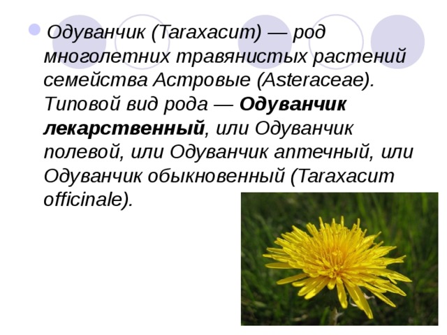   Одуванчик (Taraxacum) — род многолетних травянистых растений семейства Астровые (Asteraceae). Типовой вид рода —  Одуванчик лекарственный , или Одуванчик полевой, или Одуванчик аптечный, или Одуванчик обыкновенный (Taraxacum officinale). 