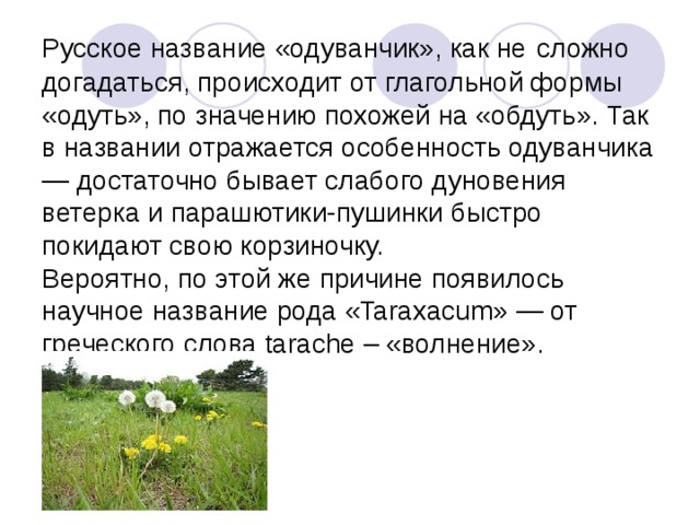 Русское название «одуванчик», как не  сложно догадаться, происходит от глагольной формы «одуть», по значению похожей на «обдуть». Так в названии отражается особенность одуванчика — достаточно бывает слабого дуновения ветерка и парашютики-пушинки быстро покидают свою корзиночку.  Вероятно, по этой же причине появилось научное название рода «Taraxacum» — от греческого слова tarache – «волнение». 