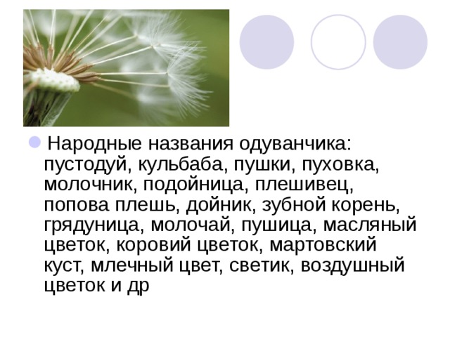 Народные названия одуванчика: пустодуй, кульбаба, пушки, пуховка, молочник, подойница, плешивец, попова плешь, дойник, зубной корень, грядуница, молочай, пушица, масляный цветок, коровий цветок, мартовский куст, млечный цвет, светик, воздушный цветок и др 