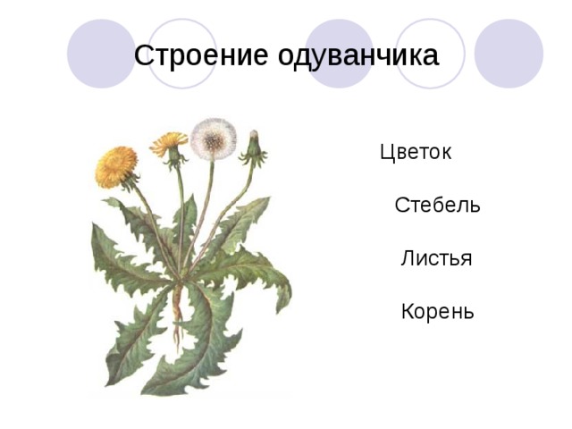 Строение одуванчика  Цветок  Стебель  Листья  Корень 