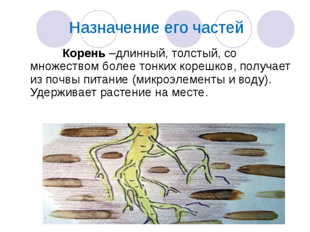 Назначение его частей  Корень –длинный, толстый, со множеством более тонких корешков, получает из почвы питание (микроэлементы и воду). Удерживает растение на месте. 