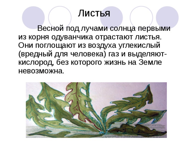 Листья  Весной под лучами солнца первыми из корня  одуванчика отрастают листья. Они поглощают из воздуха углекислый (вредный для человека) газ и выделяют- кислород, без которого жизнь на Земле невозможна. 