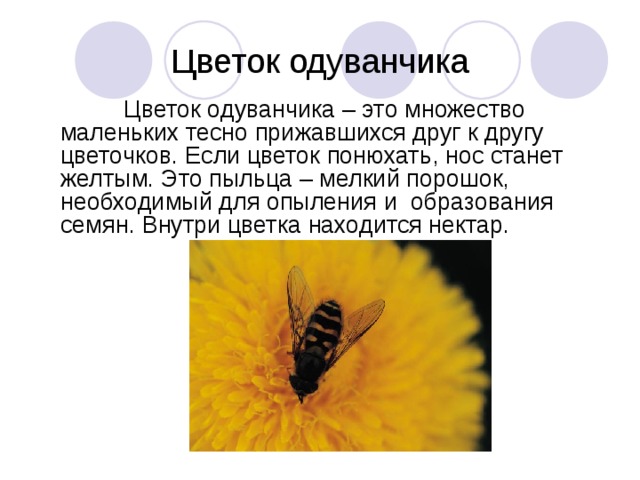 Цветок одуванчика  Цветок одуванчика – это множество маленьких тесно прижавшихся друг к другу цветочков. Если цветок понюхать, нос станет желтым. Это пыльца – мелкий порошок, необходимый для опыления и образования семян. Внутри цветка находится нектар. 