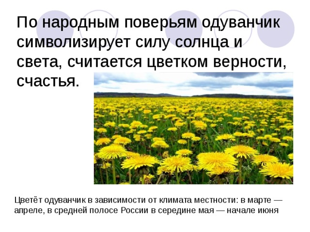 По народным поверьям одуванчик символизирует силу солнца и света, считается цветком верности, счастья. Цветёт одуванчик в зависимости от климата местности: в марте — апреле, в средней полосе России в середине мая — начале июня 