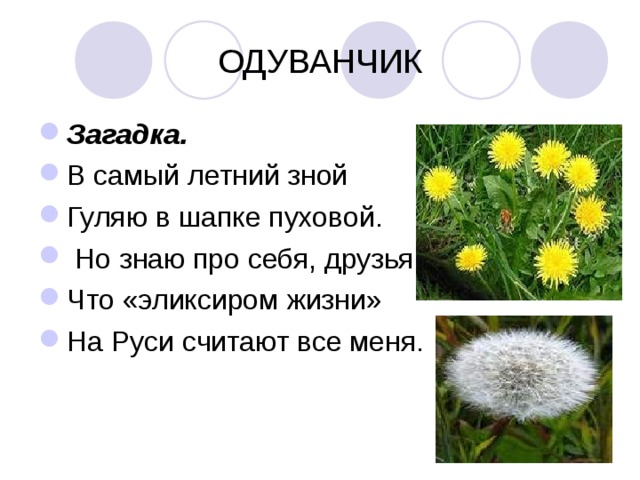 ОДУВАНЧИК Загадка. В самый летний зной Гуляю в шапке пуховой.  Но знаю про себя, друзья, Что «эликсиром жизни» На Руси считают все меня.  