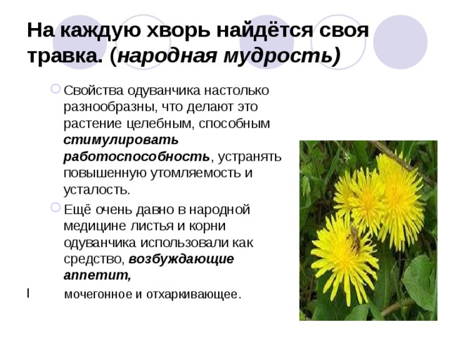 На каждую хворь найдётся своя травка. ( народная мудрость)   Свойства одуванчика настолько разнообразны, что делают это растение целебным, способным стимулировать работоспособность , устранять повышенную утомляемость и усталость. Ещё очень давно в народной медицине листья и корни одуванчика использовали как средство, возбуждающие аппетит, Свойства одуванчика настолько разнообразны, что делают это растение целебным, способным стимулировать работоспособность , устранять повышенную утомляемость и усталость. Ещё очень давно в народной медицине листья и корни одуванчика использовали как средство, возбуждающие аппетит,  мочегонное и отхаркивающее. 