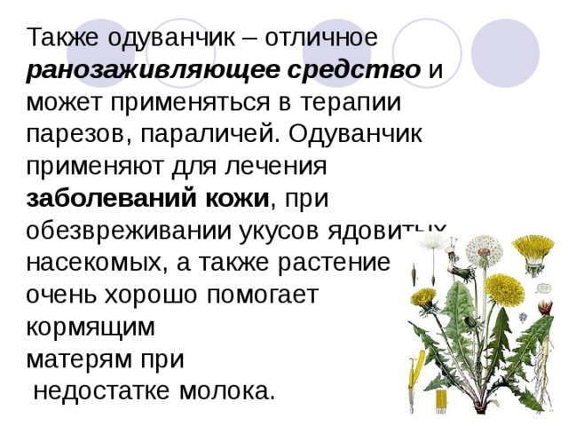 Также одуванчик – отличное ранозаживляющее средство и может применяться в терапии парезов, параличей. Одуванчик применяют для лечения заболеваний кожи , при обезвреживании укусов ядовитых насекомых, а также растение  очень хорошо помогает  кормящим  матерям при  недостатке молока.   