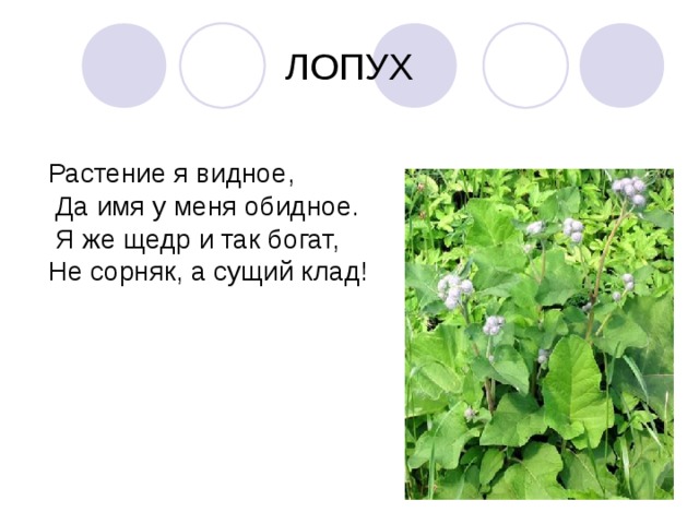ЛОПУХ Растение я видное,  Да имя у меня обидное.  Я же щедр и так богат, Не сорняк, а сущий клад! 