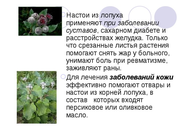 Настои из лопуха применяют  при заболевании суставов , сахарном диабете и расстройствах желудка. Только что срезанные листья растения помогают снять жар у больного, унимают боль при ревматизме, заживляют раны. Для лечения заболеваний кожи эффективно помогают отвары и настои из корней лопуха, в состав которых входят персиковое или оливковое масло. Настои из лопуха применяют  при заболевании суставов , сахарном диабете и расстройствах желудка. Только что срезанные листья растения помогают снять жар у больного, унимают боль при ревматизме, заживляют раны. Для лечения заболеваний кожи эффективно помогают отвары и настои из корней лопуха, в состав которых входят персиковое или оливковое масло. 