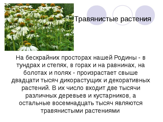  Травянистые растения На бескрайних просторах нашей Родины - в тундрах и степях, в горах и на равнинах, на болотах и полях - произрастает свыше двадцати тысяч дикорастущих и декоративных растений. В их число входит две тысячи различных деревьев и кустарников, а остальные восемнадцать тысяч являются травянистыми растениями  