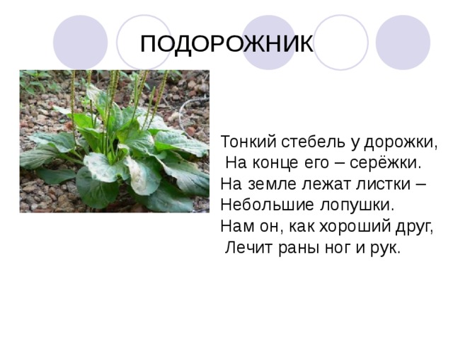 ПОДОРОЖНИК Тонкий стебель у дорожки,  На конце его – серёжки. На земле лежат листки – Небольшие лопушки. Нам он, как хороший друг,  Лечит раны ног и рук. 