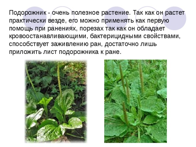Подорожник - очень полезное растение. Так как он растет практически везде, его можно применять как первую помощь при ранениях, порезах так как он обладает кровоостанавливающими, бактерицидными свойствами, способствует заживлению ран, достаточно лишь приложить лист подорожника к ране.  