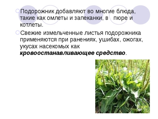 Подорожник добавляют во многие блюда, такие как омлеты и запеканки, в пюре и котлеты. Свежие измельченные листья подорожника применяются при ранениях, ушибах, ожогах, укусах насекомых как кровоостанавливающее средство .  Подорожник добавляют во многие блюда, такие как омлеты и запеканки, в пюре и котлеты. Свежие измельченные листья подорожника применяются при ранениях, ушибах, ожогах, укусах насекомых как кровоостанавливающее средство .  