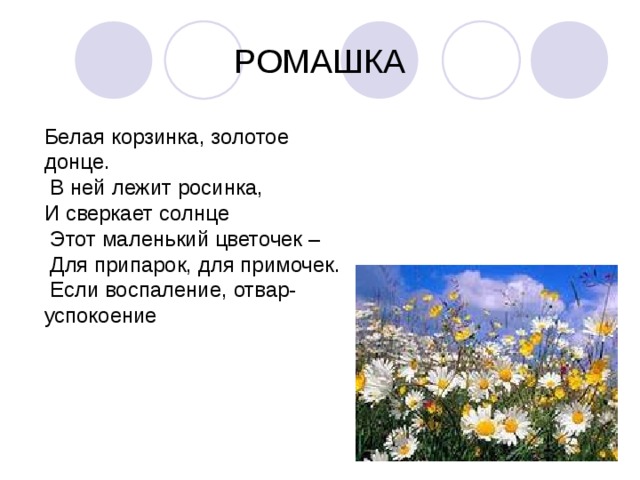 РОМАШКА Белая корзинка, золотое донце.  В ней лежит росинка, И сверкает солнце  Этот маленький цветочек –  Для припарок, для примочек.   Если воспаление, отвар-успокоение 