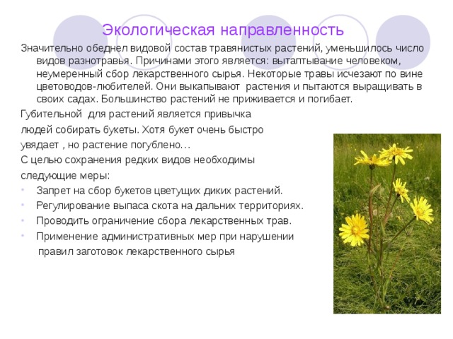 Экологическая направленность Значительно обеднел видовой состав травянистых растений, уменьшилось число видов разнотравья. Причинами этого является: вытаптывание человеком, неумеренный сбор лекарственного сырья. Некоторые травы исчезают по вине цветоводов-любителей. Они выкапывают растения и пытаются выращивать в своих садах. Большинство растений не приживается и погибает. Губительной для растений является привычка людей собирать букеты. Хотя букет очень быстро увядает , но растение погублено… С целью сохранения редких видов необходимы следующие меры: Запрет на сбор букетов цветущих диких растений. Регулирование выпаса скота на дальних территориях. Проводить ограничение сбора лекарственных трав. Применение административных мер при нарушении  правил заготовок лекарственного сырья  