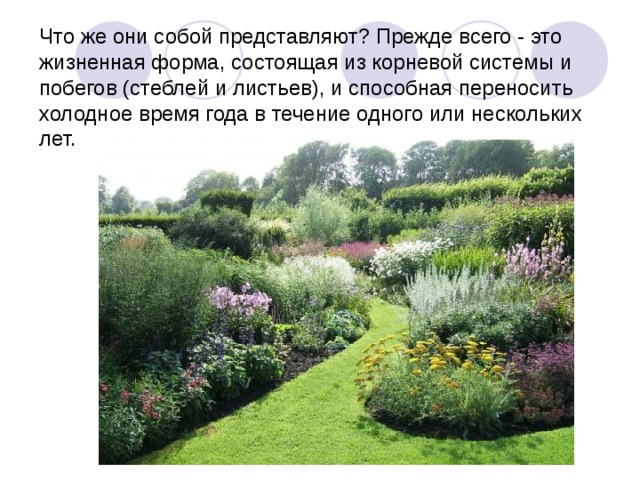 Что же они собой представляют? Прежде всего - это жизненная форма, состоящая из корневой системы и побегов (стеблей и листьев), и способная переносить холодное время года в течение одного или нескольких лет. 