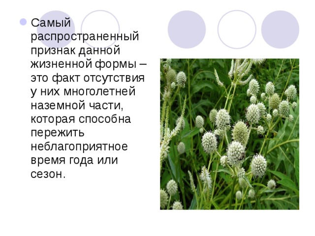 Самый распространенный признак данной жизненной формы – это факт отсутствия у них многолетней наземной части, которая способна пережить неблагоприятное время года или сезон. 
