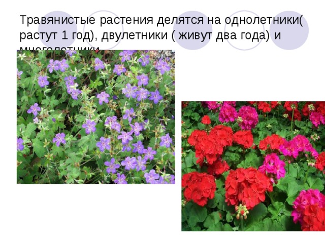 Травянистые растения делятся на однолетники( растут 1 год), двулетники ( живут два года) и многолетники.   
