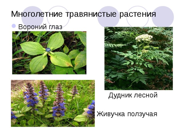 Многолетние травянистые растения Вороний глаз   Дудник лесной  Живучка ползучая 