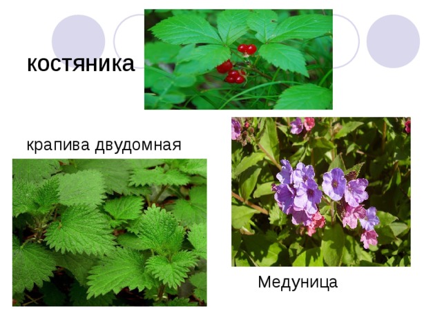 костяника крапива двудомная  Медуница 