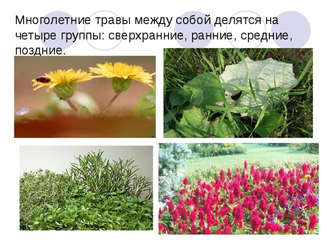 Многолетние травы между собой делятся на четыре группы: сверхранние, ранние, средние, поздние.   
