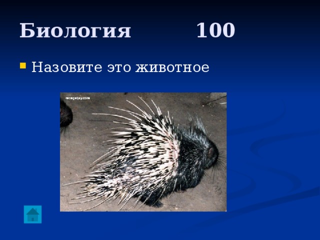 Биология     100 Назовите это животное 