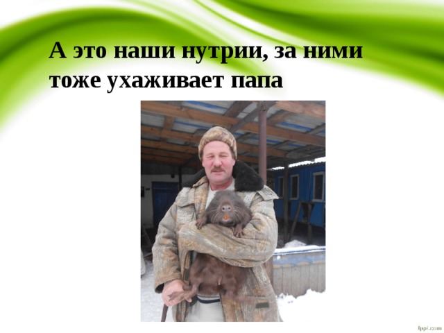 А это наши нутрии, за ними тоже ухаживает папа 
