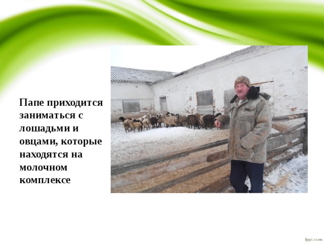 Папе приходится заниматься с лошадьми и овцами, которые находятся на молочном комплексе 