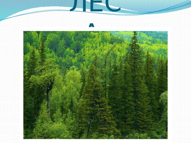 ЛЕСА, 