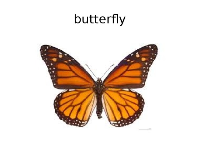 butterfly 