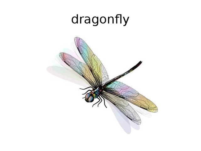 dragonfly 