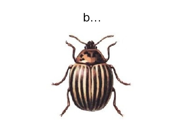 b… 
