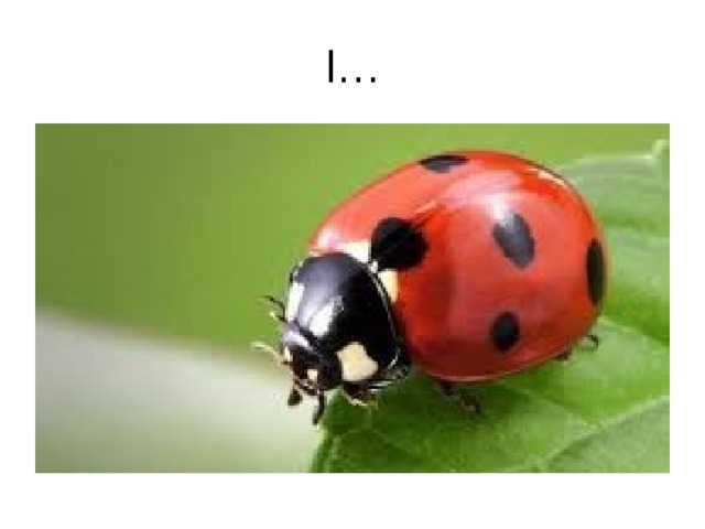l… 