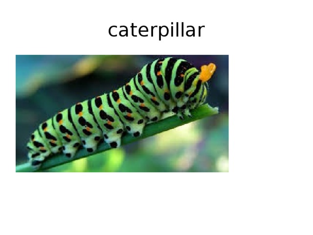 caterpillar 